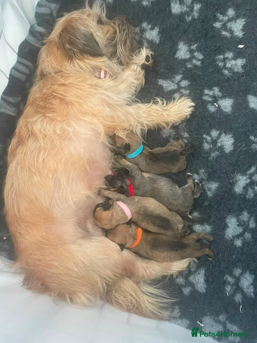 Mixed Breed dogs for sale: Beautiful puppies looking for forever homes  in Beccles - Advert 1
