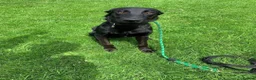 Mixed Breed dogs for adoption: 💙HARTLEY💙-6-year-old sweet & clever boy in Ashby-de-la-Zouch - Advert 7