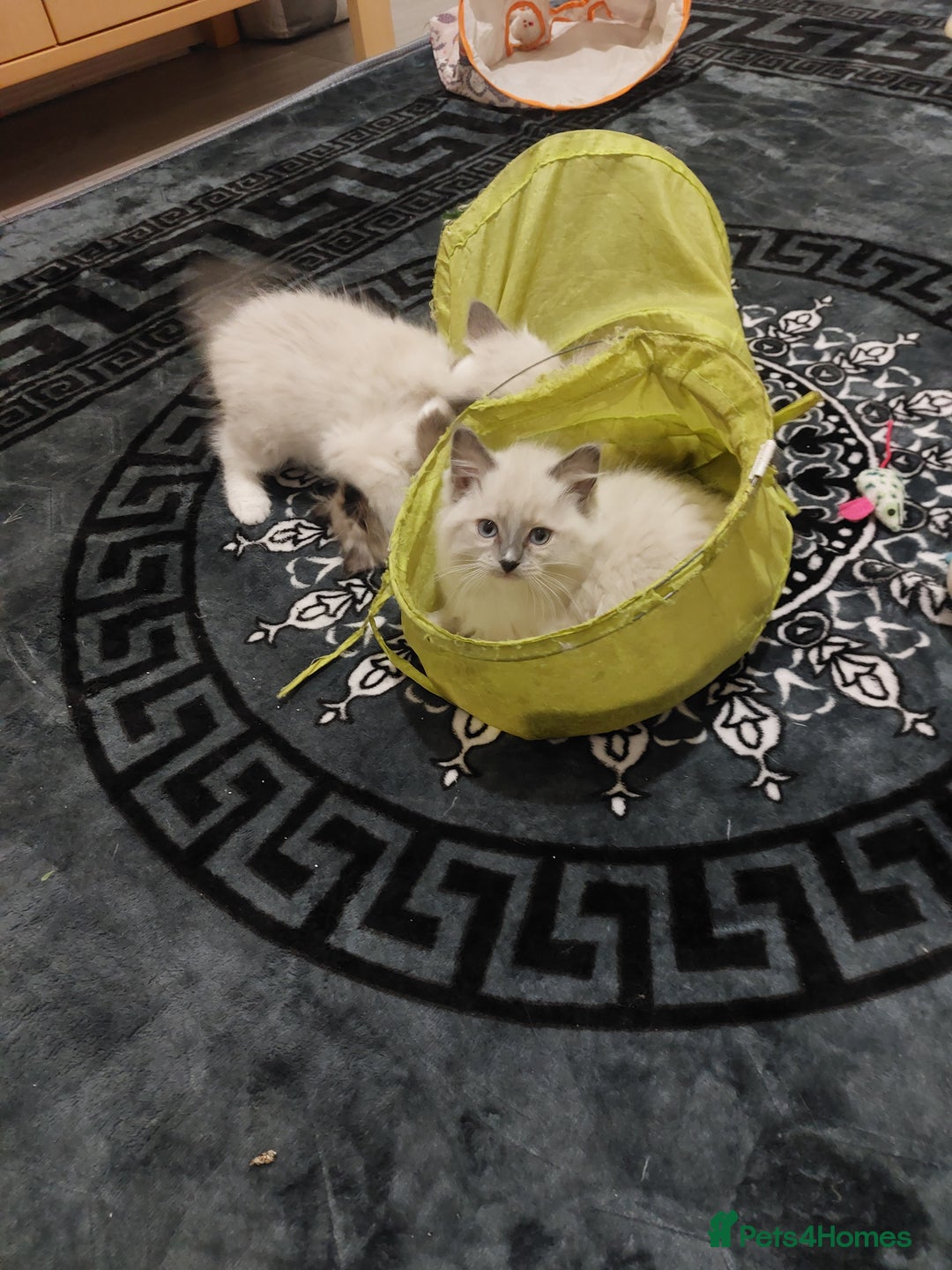 Ragdoll cats for sale: The most beautiful and adorable Ragdoll kittens  - Image 32