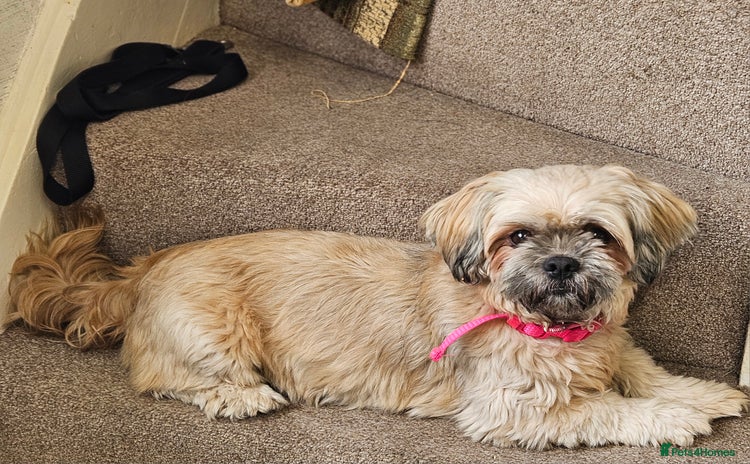 Shih Tzu dogs - Advert 1