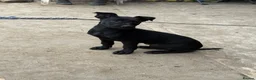 Belgian Shepherd Dog dogs for sale: Young Dutch Herder Female - 1 Year - Advert 2