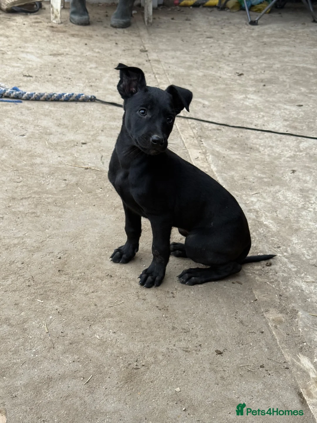Belgian Shepherd Dog dogs for sale: Young Dutch Herder Female - 1 Year - Advert 2