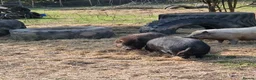 Pig livestock for sale: Young male pig , juliana , micro pig - Advert 2