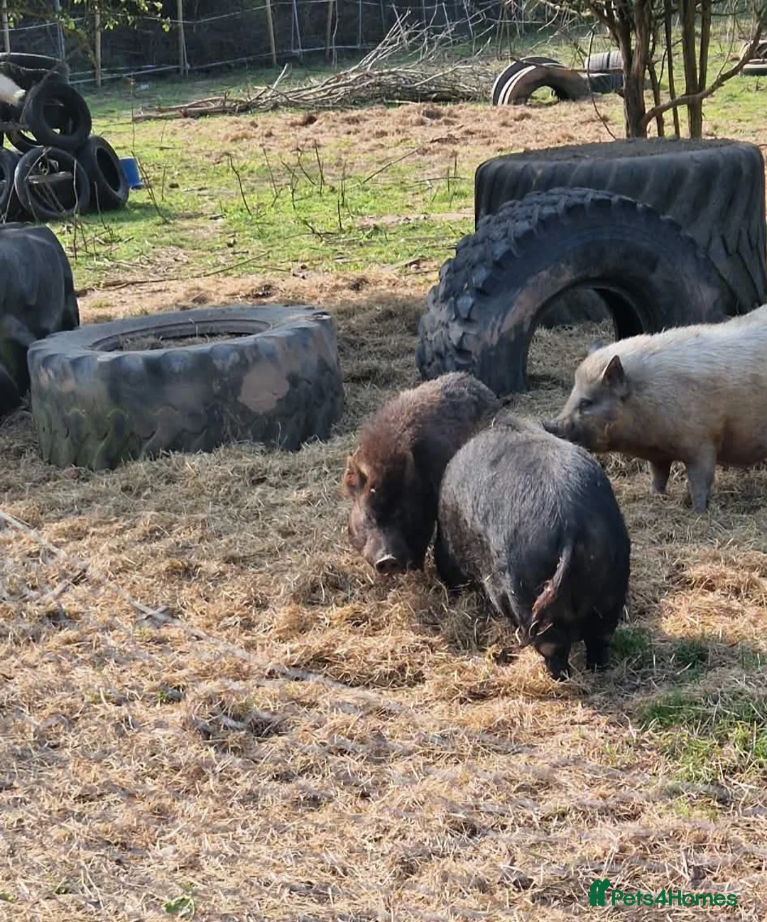 Pig livestock for sale: Young male pig , juliana , micro pig - Advert 2