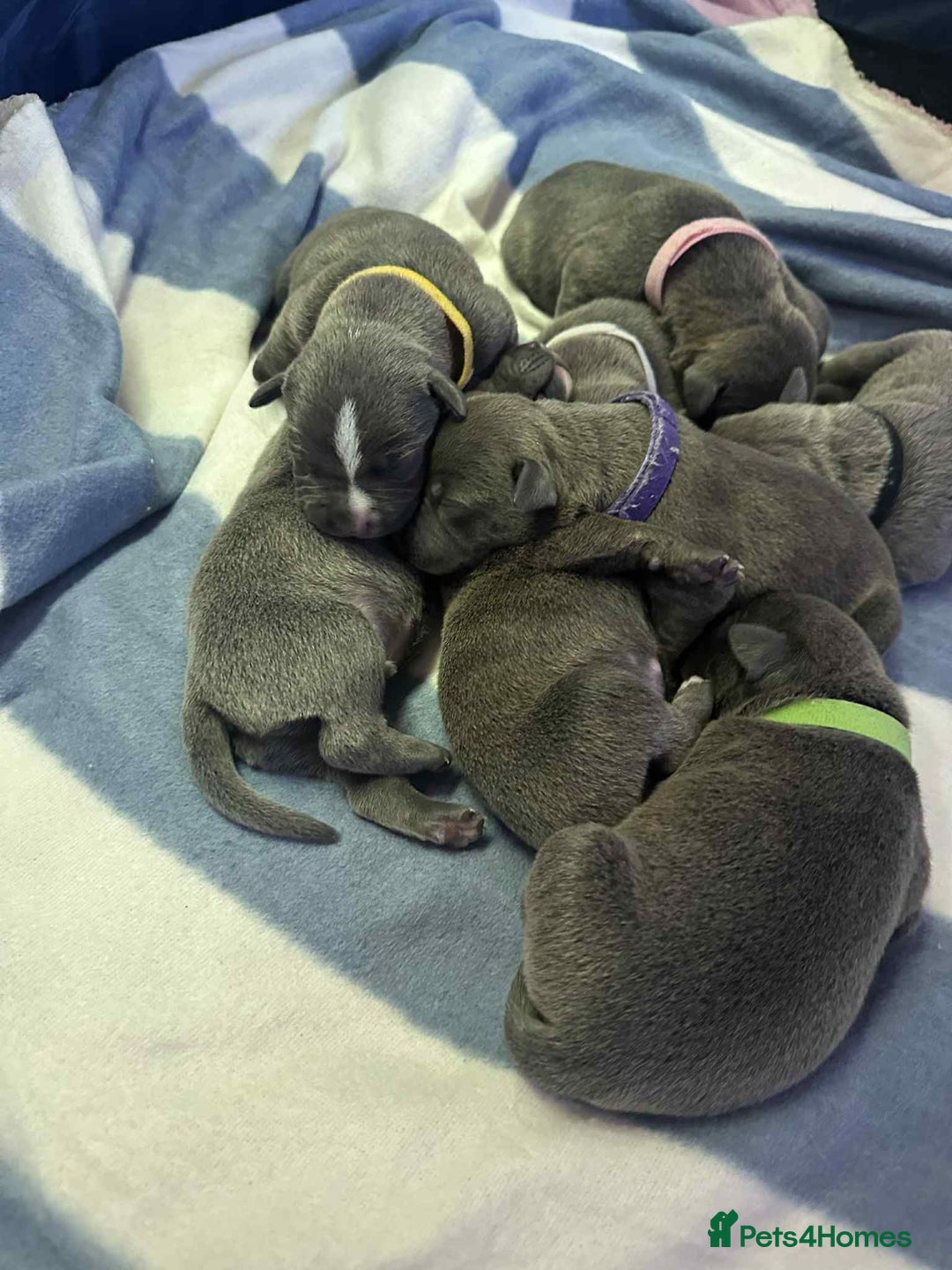 Mixed Breed dogs for sale: Blue staffy x classic bully Puppies 🐶 💙  - Image 20