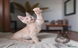 Maine Coon cats for sale: 🌟🌟Beautiful Maine Coon kittens 🌟🌟 - Image 10