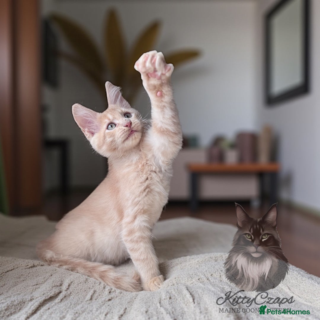 Maine Coon cats for sale: 🌟🌟Beautiful Maine Coon kittens 🌟🌟 - Image 10