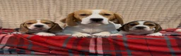 Beagle dogs for sale: BEAUTIFUL (SHOW TYPE) BEAGLE PUPPIES READY NOW - Advert 4