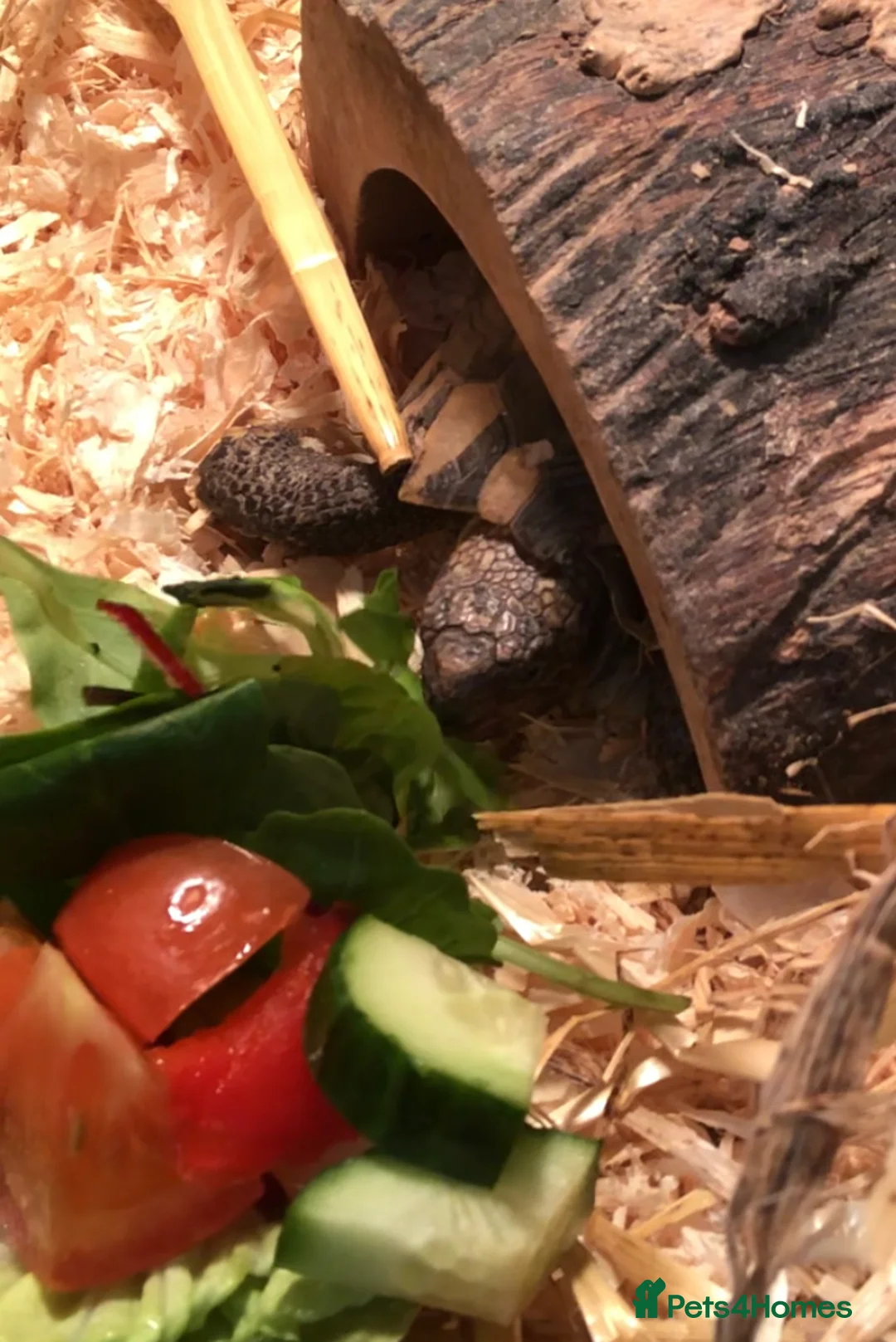 Hermann Tortoise reptiles for sale: Arnold needs rehoming! Set up included - Advert 2