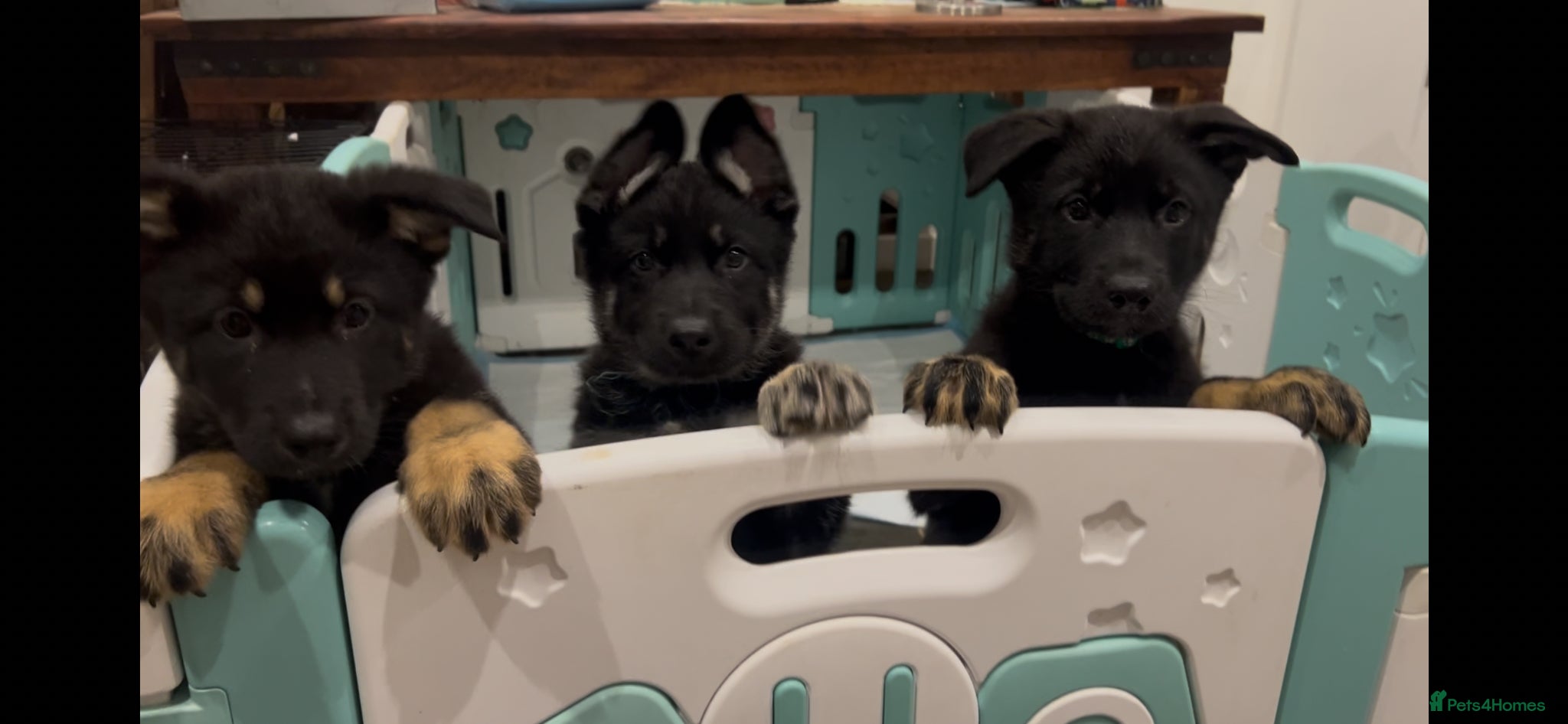 Mixed Breed dogs for sale: German Shepherd/Alaskan Malamute Puppies - Advert 1