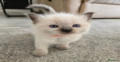 Ragdoll cats - Advert 3