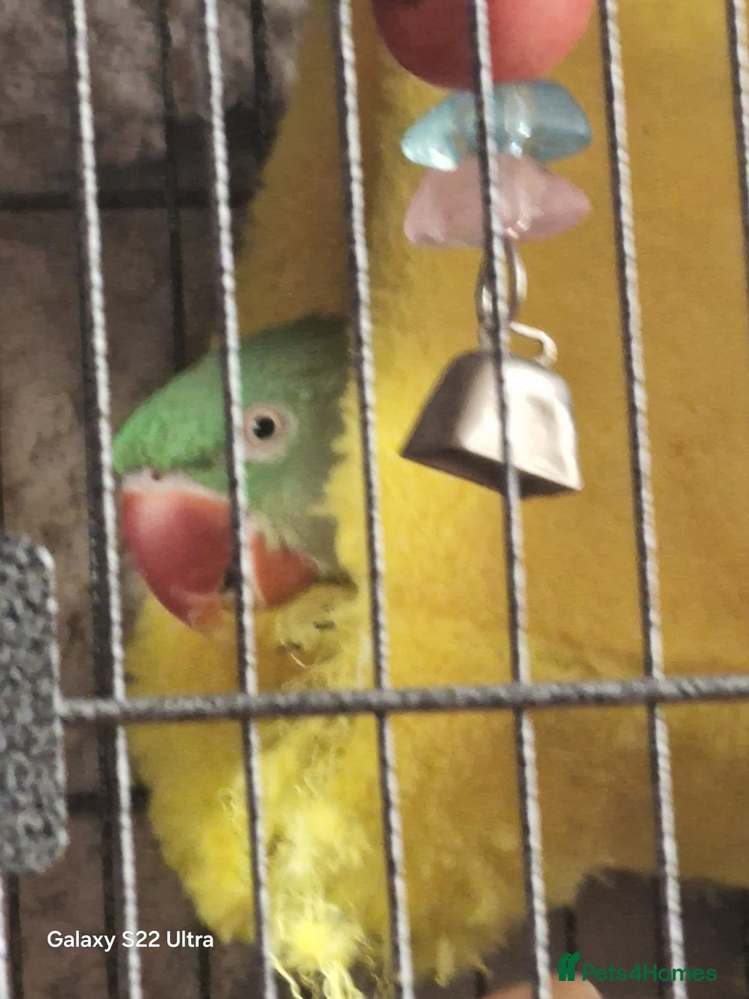 Parrots birds for sale: Alexsandrine Parrot - Advert 2