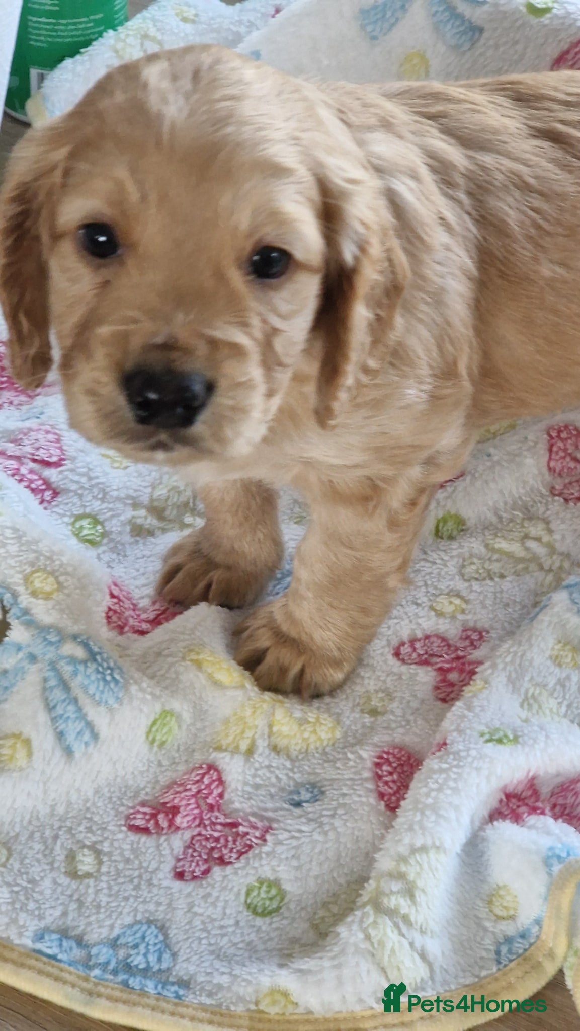 Cockapoo dogs for sale: Last beautiful boy left Gorgeous Golden Cockerpoo - Advert 17