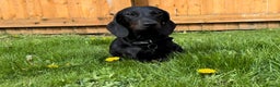 Miniature Dachshund dogs for stud: Rare KC Reg & Health Tested Miniature Dachshund in Rotherham - Advert 19