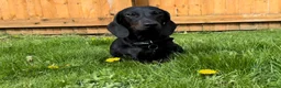 Miniature Dachshund dogs for stud: Rare KC Reg & Health Tested Miniature Dachshund in Rotherham - Advert 19