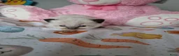 Ragdoll cats for sale: Beautiful Ragdoll type kittens HCM and PKD clear - Advert 6