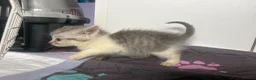 Mixed Breed cats for sale: Fluffy Kittens For Sale in Barry - Advert 3