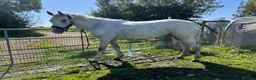 Appaloosa horses for sale: Cosmic Minstrel Gorgeous Gelding Rising 2 May 2026 - Advert 8