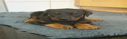 Dobermann dogs for sale: Beautiful Dobermann puppies for sale - Advert 6