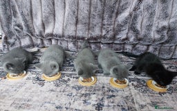 British Shorthair cats for sale: Starsky & Hutch ready for their forever home - Image 3