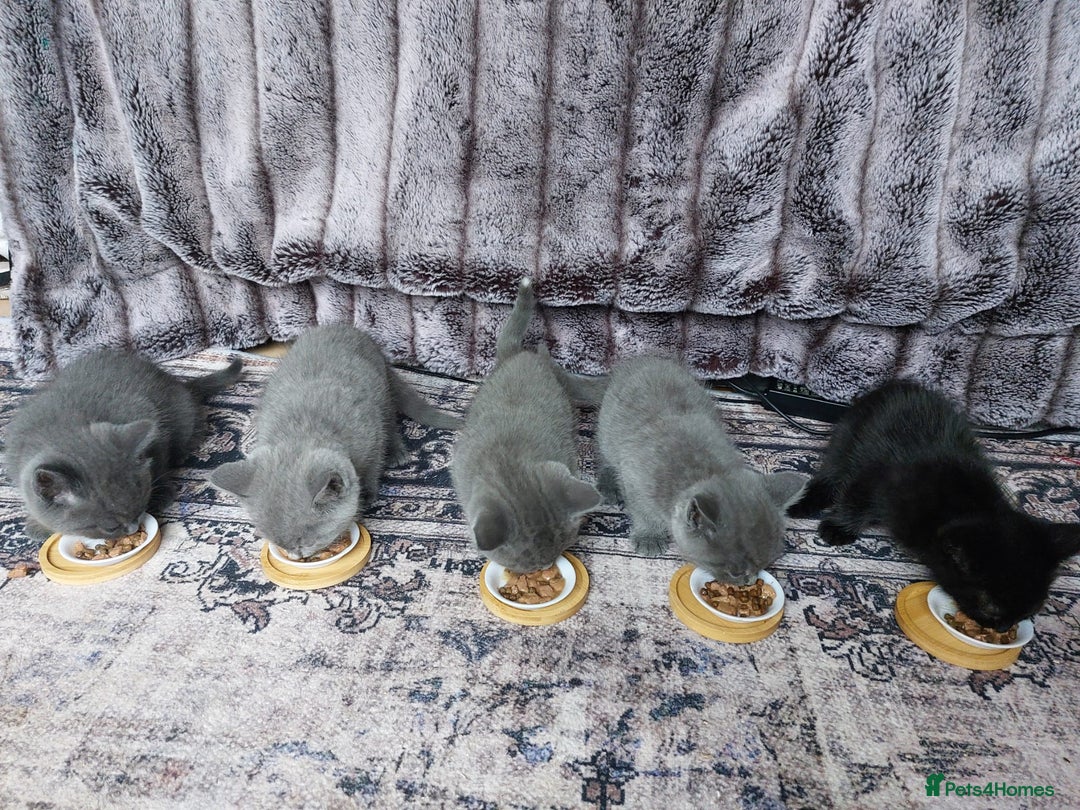British Shorthair cats for sale: Starsky & Hutch ready for their forever home - Image 3