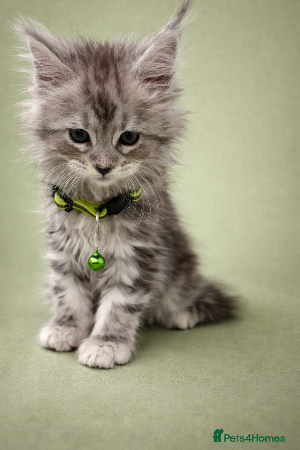 Maine Coon cats Outstanding Maine Coon Kittens | Champion lines - Advert 2