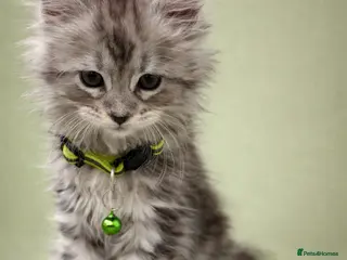 Maine Coon cats Outstanding Maine Coon Kittens | Champion lines - Advert 2