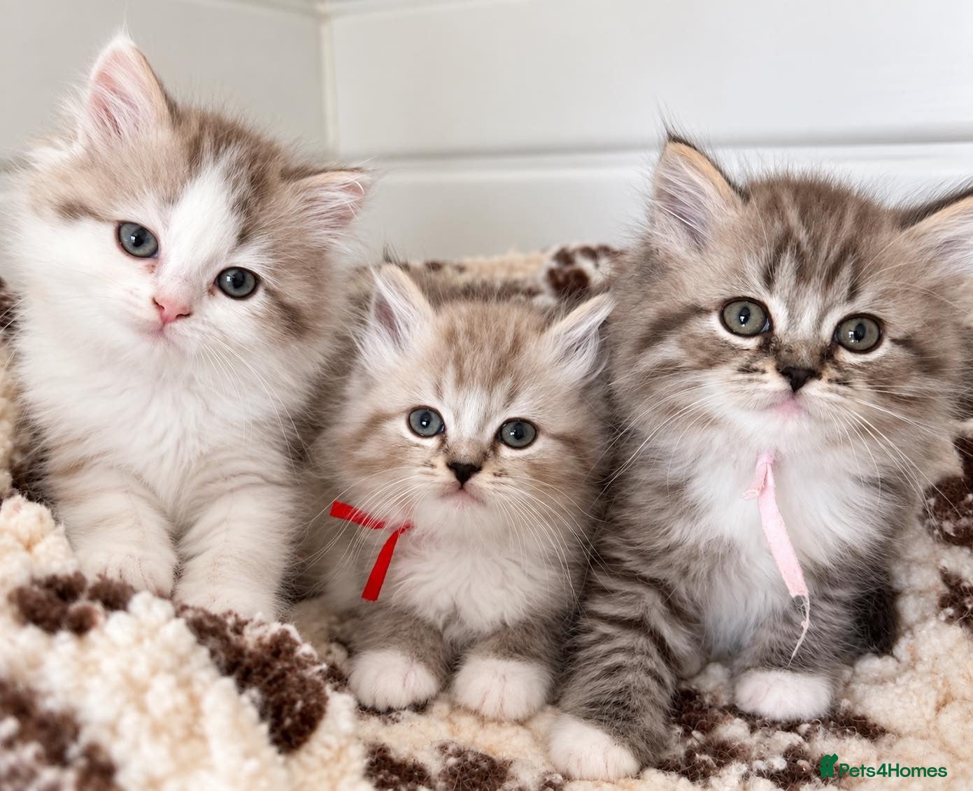 RagaMuffin cats Beautiful Authentic RagaMuffins  - Advert 6