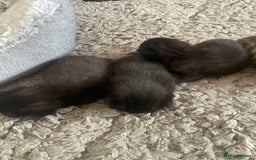 Mixed Breed cats for sale: 5 beautiful mixed kittens  - Image 2
