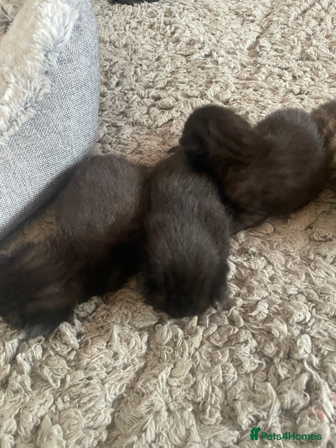 Mixed Breed cats for sale: 5 beautiful mixed kittens  - Image 2