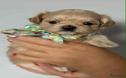 Maltipoo dogs for sale: Tiny F1 Asian Maltipoo puppies. Ready now! - Image 27