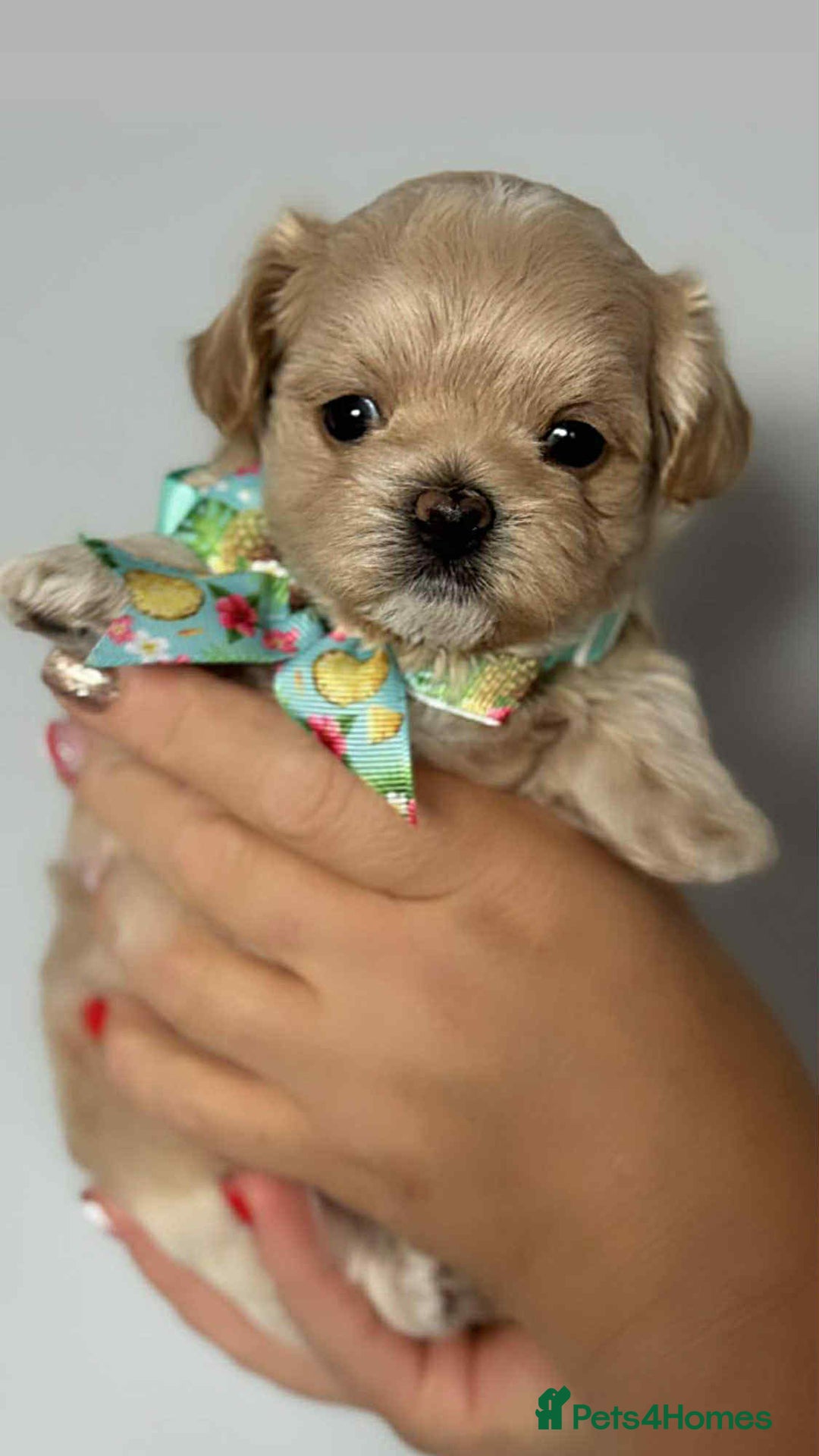 Maltipoo dogs for sale: Tiny F1 Asian Maltipoo puppies. Ready now! - Image 27