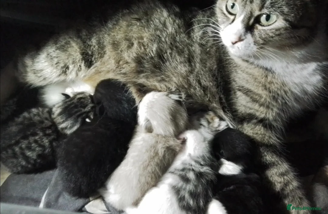 Mixed Breed cats for sale: Delicious mixed breed kittens - Advert 2