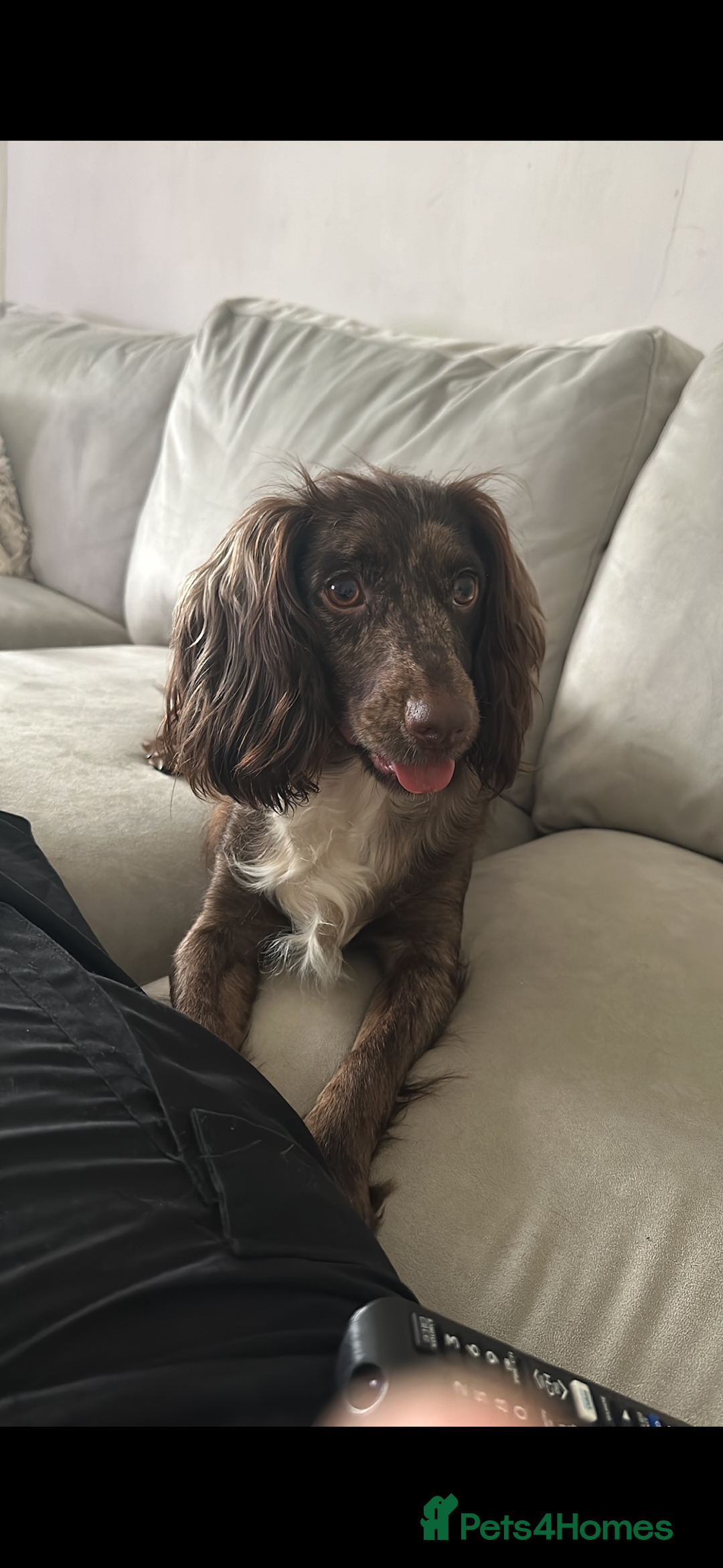 Cocker Spaniel dogs for sale: Female merle cocker spaniel  - Advert 7