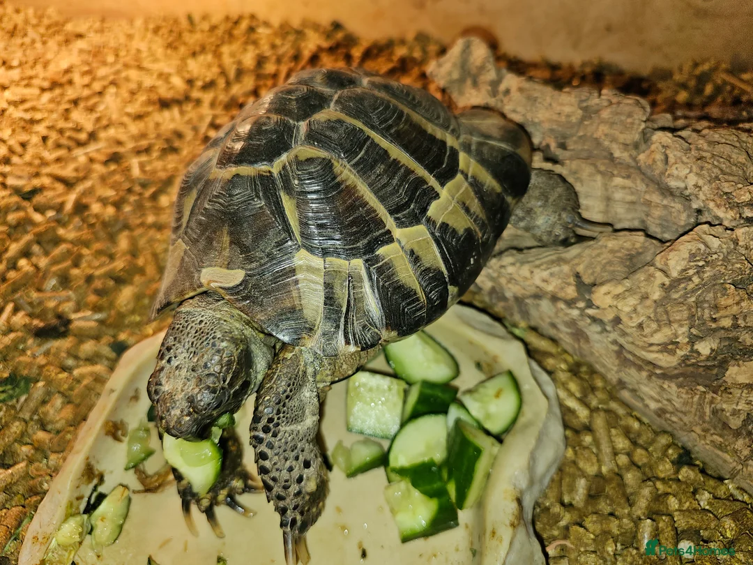 Hermann Tortoise reptiles for sale: 18 year old Herman tortoise  - Advert 2