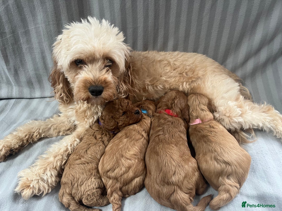 Cavapoo dogs for sale: Gorgeous F1B Cavapoo puppies  - Image 10