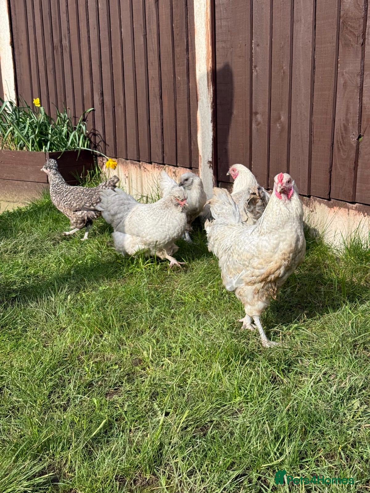 Chickens poultry Auracana mix  in Birmingham - Advert 2