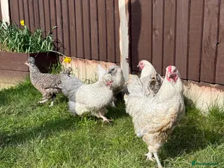 Chickens poultry Auracana mix in Birmingham - Advert 10