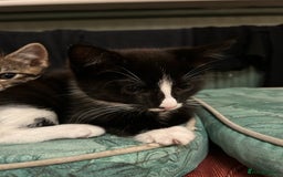 Mixed Breed cats for sale: Gorgeous, playful little kittens - Image 6