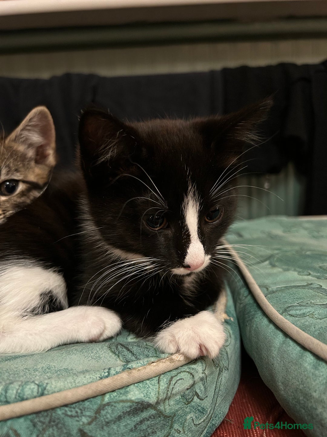 Mixed Breed cats for sale: Gorgeous, playful little kittens - Image 6