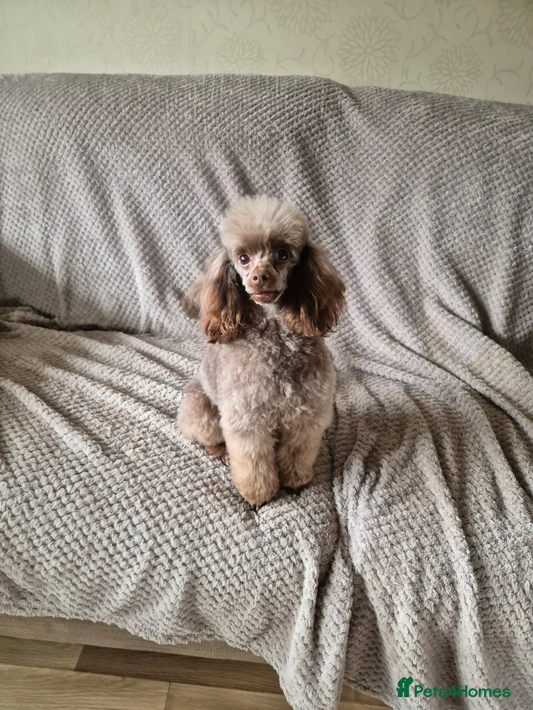 Toy Poodle dogs for stud: Stunning Chocolate Toy Poodle  in Stafford - Advert 27
