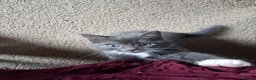 Ragdoll cats for sale: CUTE RARE BLUE RAGDOLL KITTENS  - Advert 5