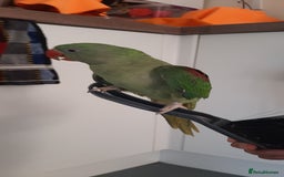 Parrots birds for sale: Alexandrine baby lovely Birds for king  - Image 2