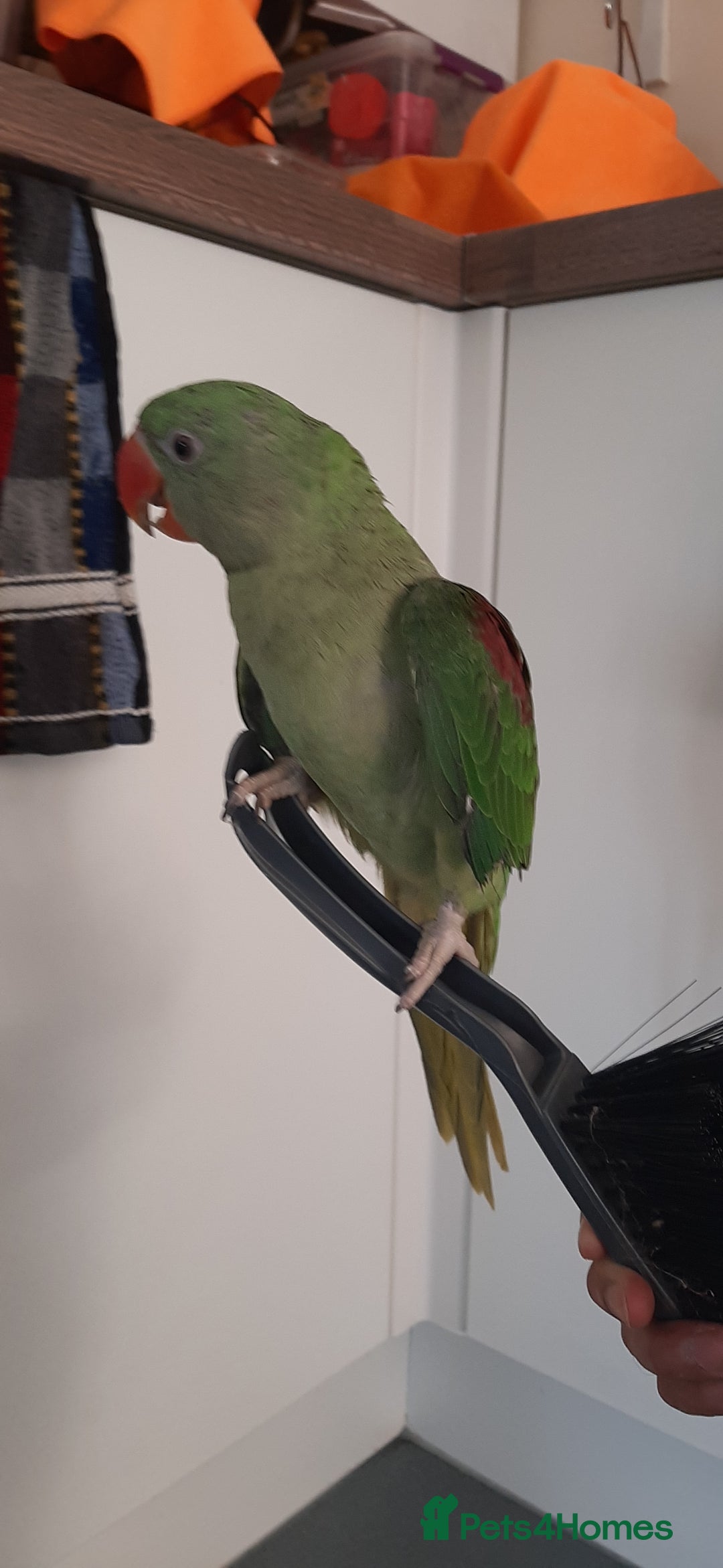 Parrots birds for sale: Alexandrine baby lovely Birds for king  - Image 2