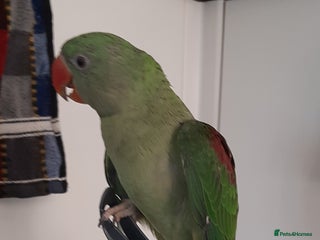 Parrots birds Alexandrine baby lovely Birds for king gifts - Advert 2