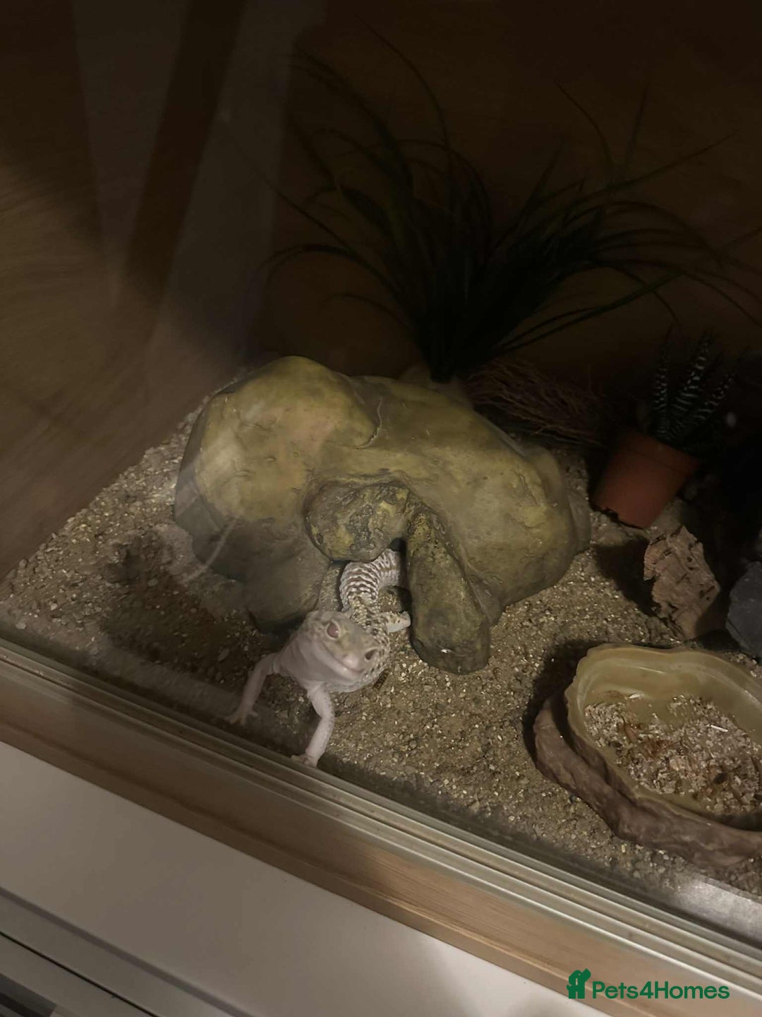 Gecko reptiles for sale: 3 year old leopard gecko  - Advert 2