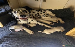 Dalmatian dogs for sale: Stunning KC dalmation puppies for sale! - Image 19