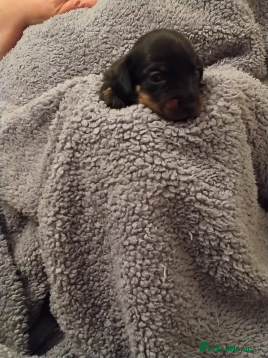 Miniature Dachshund dogs for sale: Miniature dachshund puppies - Image 8