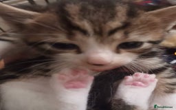 Mixed Breed cats for sale: Beautiful ginger & tabby kittens 🐾 ❤️  - Image 3