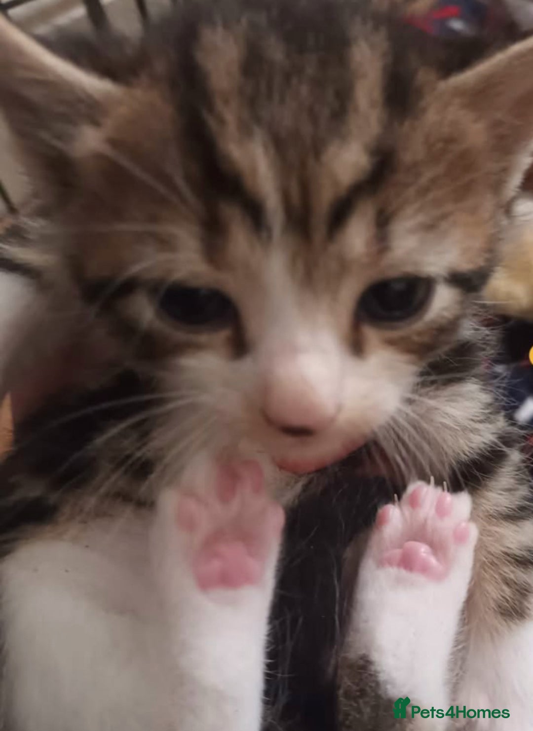 Mixed Breed cats for sale: Beautiful ginger & tabby kittens 🐾 ❤️  - Image 3